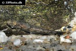 psilorhynchus sucatio psilorhynchus sucatio