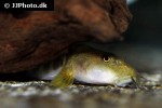 schistura alticrista schistura alticrista