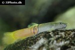 schistura balteata schistura balteata