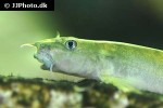 schistura balteata schistura balteata