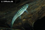 schistura balteata schistura balteata