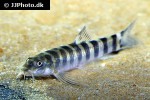 schistura beavani schistura beavani