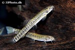 schistura bolavenensis schistura bolavenensis