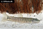 schistura cf notostigma schistura cf notostigma