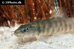 schistura cf notostigma schistura cf notostigma
