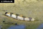schistura cf pridii schistura cf pridii