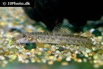 schistura ephelis schistura ephelis