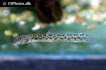 schistura ephelis schistura ephelis
