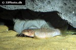 schistura kohchangensis schistura kohchangensis