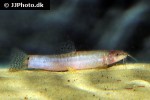 schistura kohchangensis schistura kohchangensis