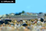 schistura mahnerti schistura mahnerti