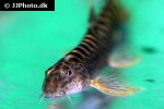 schistura mahnerti schistura mahnerti