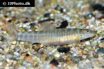 schistura mahnerti schistura mahnerti