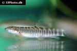 schistura mahnerti schistura mahnerti