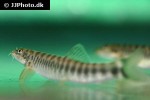 schistura mahnerti schistura mahnerti