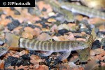 schistura mahnerti schistura mahnerti