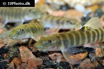 schistura mahnerti schistura mahnerti