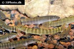schistura mahnerti schistura mahnerti