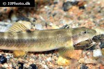 schistura mahnerti schistura mahnerti