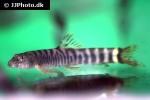 schistura mahnerti schistura mahnerti