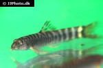 schistura mahnerti schistura mahnerti