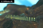 schistura montana schistura montana
