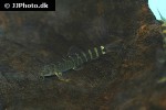 schistura montana schistura montana