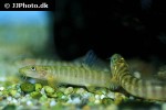 schistura notostigma schistura notostigma