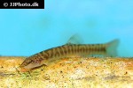 schistura notostigma schistura notostigma