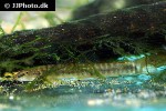 schistura notostigma schistura notostigma