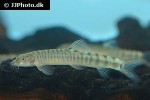 schistura poculi schistura poculi