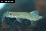 schistura poculi schistura poculi