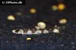 schistura pridii schistura pridii