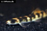 schistura pridii schistura pridii