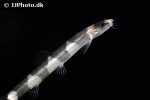 schistura pridii schistura pridii