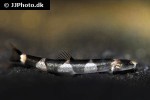 schistura pridii schistura pridii