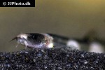 schistura pridii schistura pridii
