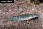 schistura reticulofasciata schistura reticulofasciata