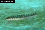 schistura savona schistura savona