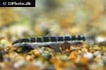 schistura savona schistura savona
