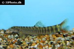 schistura species danang schistura species danang