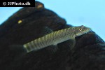 schistura species danang schistura species danang