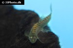 schistura species danang schistura species danang