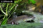 schistura species hongkong schistura species hongkong