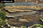 schistura species1 schistura species1