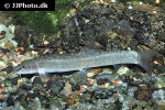 schistura species1 schistura species1