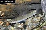 schistura species1 schistura species1