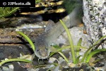 schistura species1 schistura species1