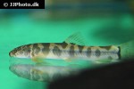 schistura spilota schistura spilota