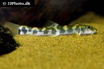 schistura spilota schistura spilota